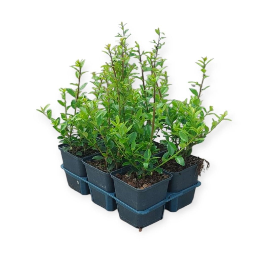 Ilex maximowicziana kanehirae, D 9