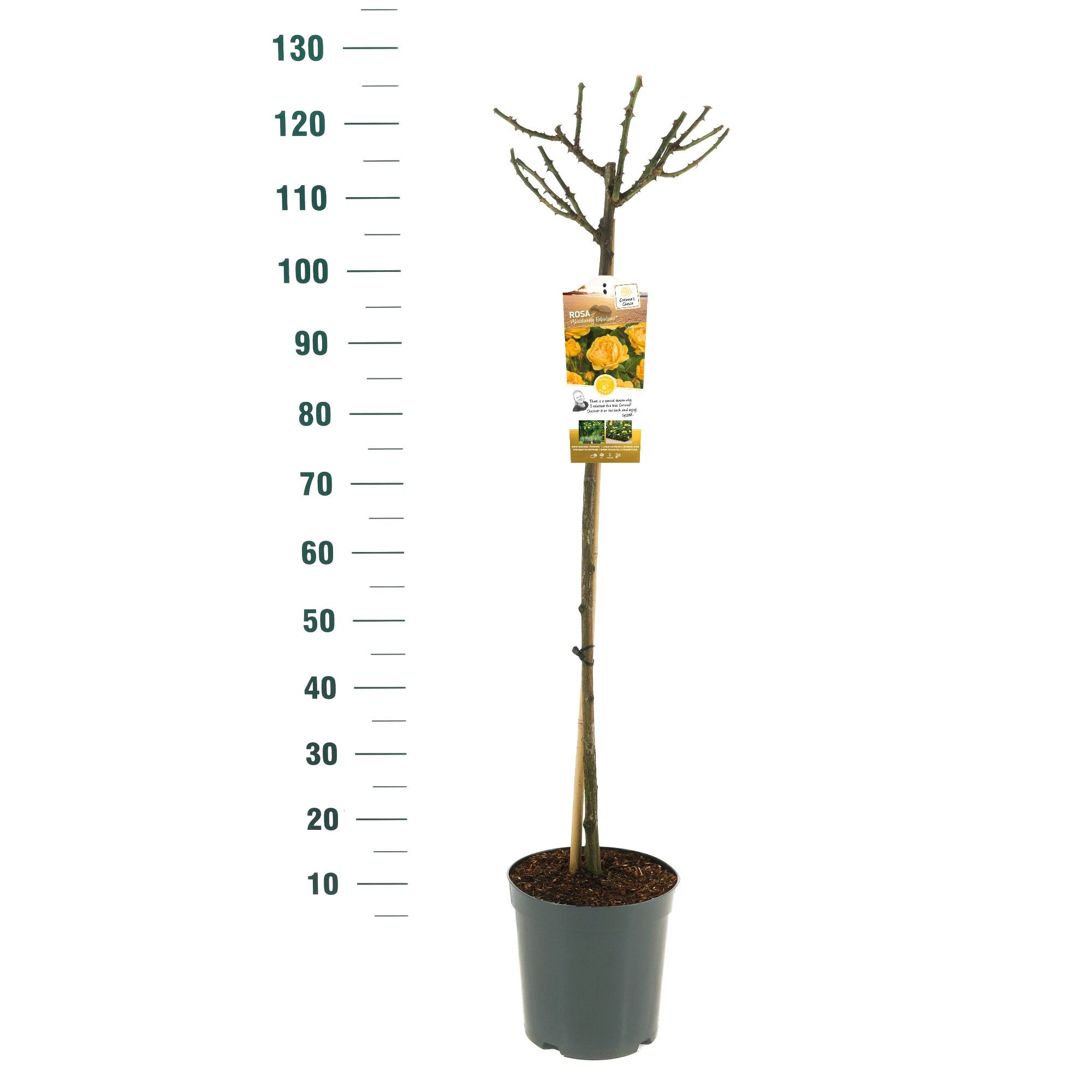 Rosa 'Absolutely Fabulous' - 90 Stam - Exclusive Collection, D 24
