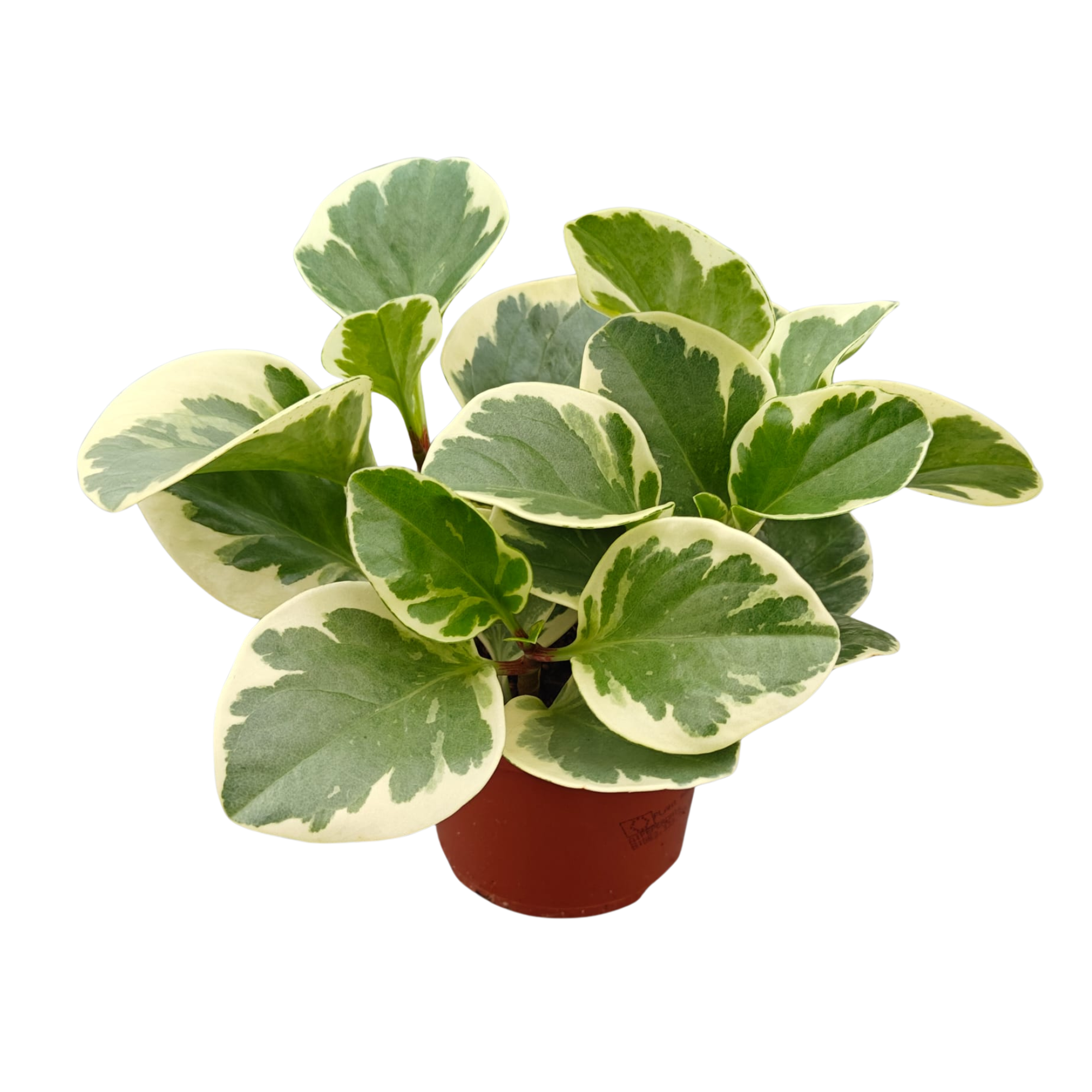 Peperomia Obtusfolia Variegata P12, D 12