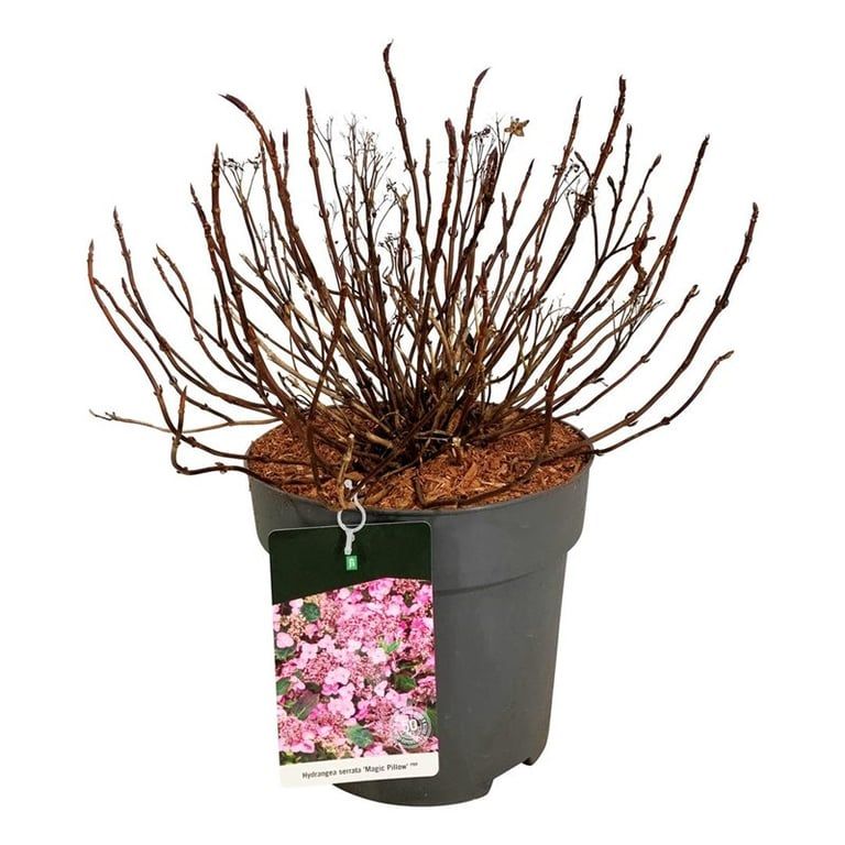 Hydrangea s. Magic Pillow, D 32