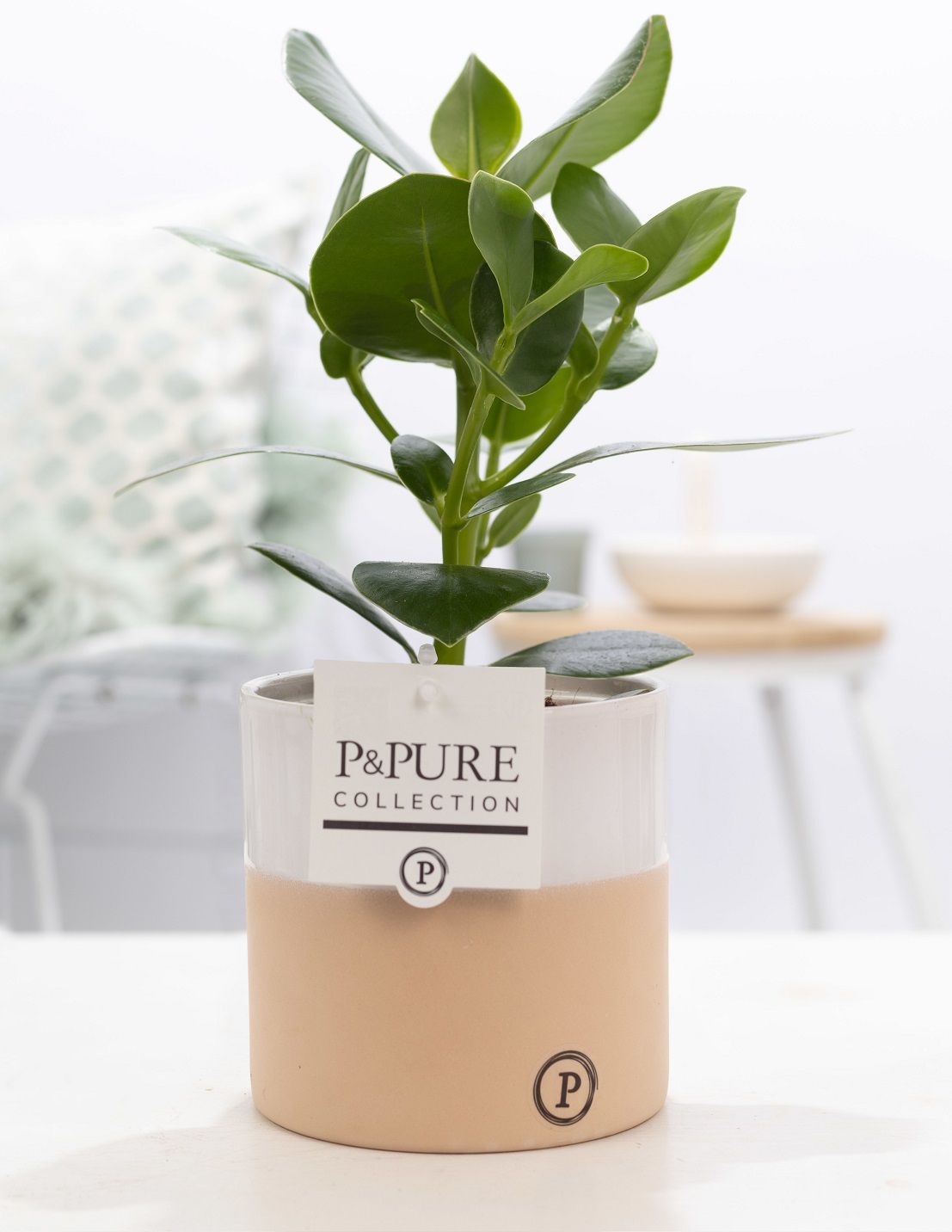 Clusia Rosea Princess in P&PURE Rosy ceramics, D 12