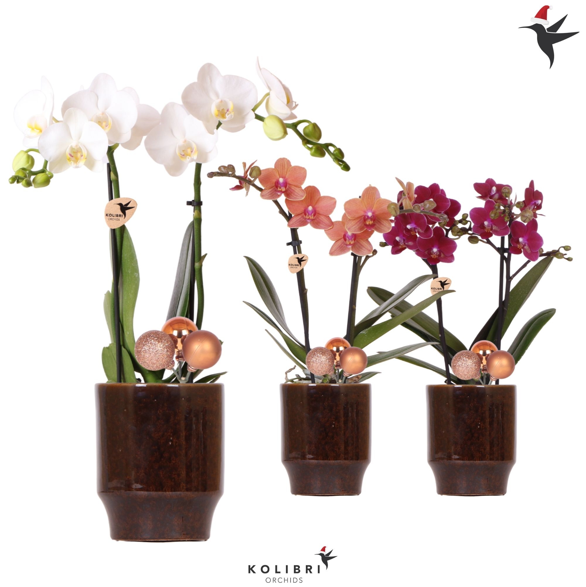 Kolibri Orchids Phalaenopsis mix 2 spike in Classy pot brown, D 9