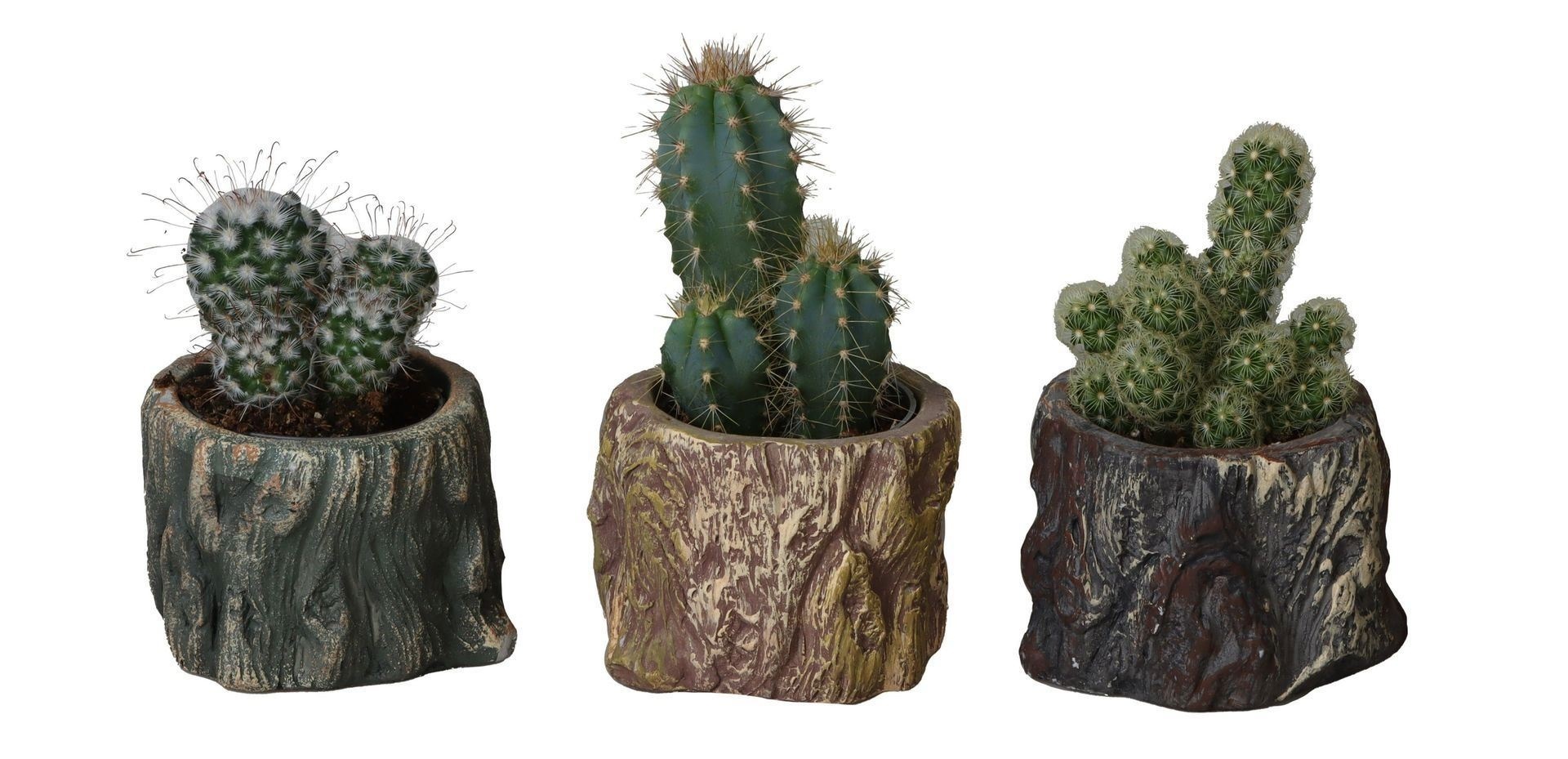 L 66493 With Cactus Mix 6 cm, D 6