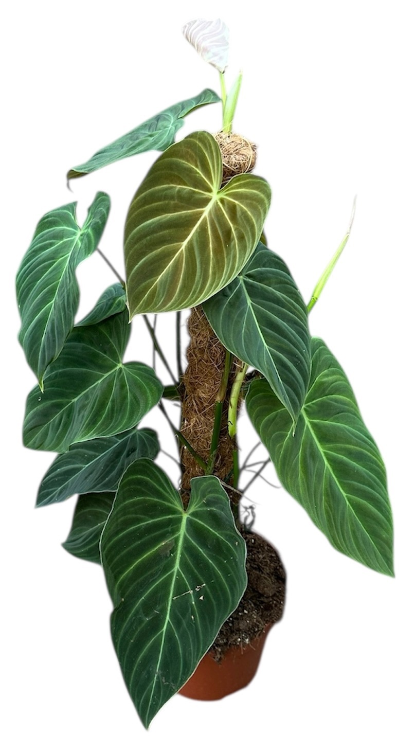 Philodendron Splendid, D 17