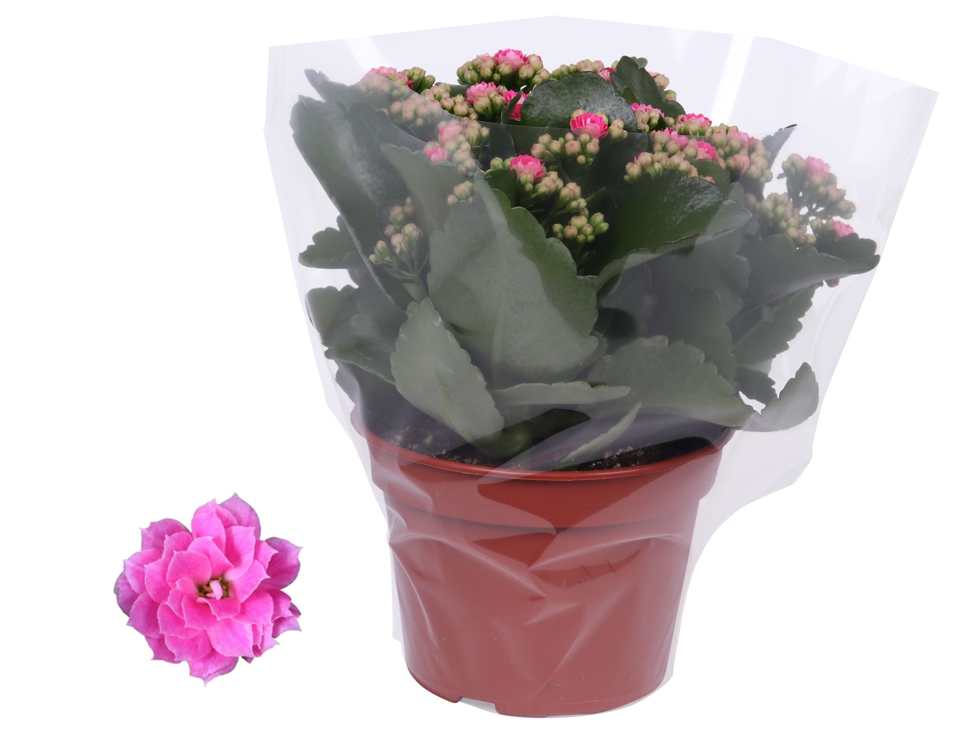 Kalanchoe Rosalina 15cm Don Nando roze, Blanco hoes, D 15