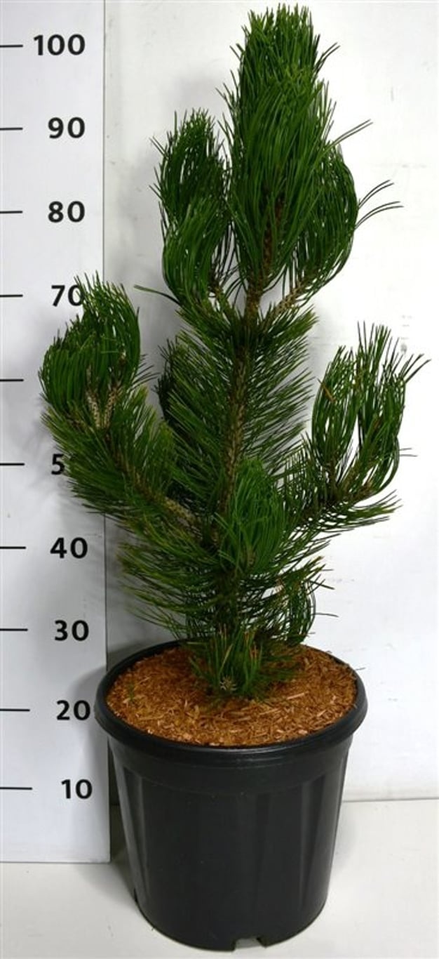 Pinus heldreichii 'Satellit', D 32
