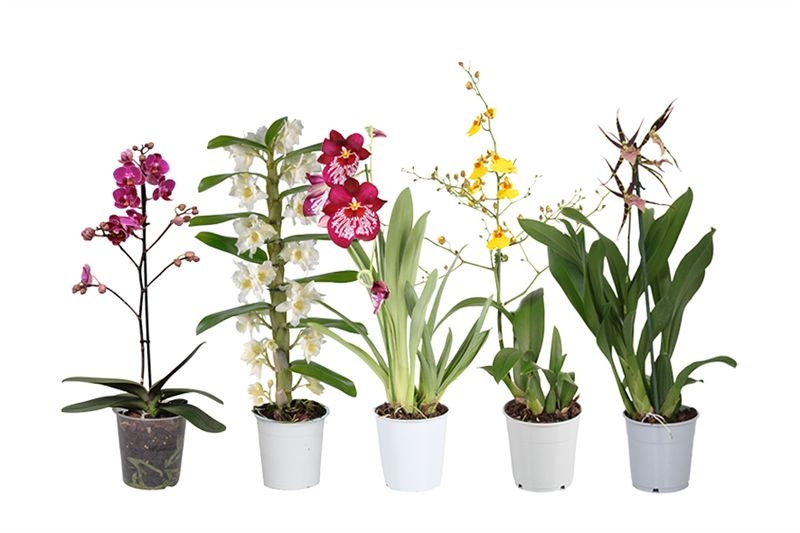 Orchideeen mix 1T ( 4 lg/dc ), D 12
