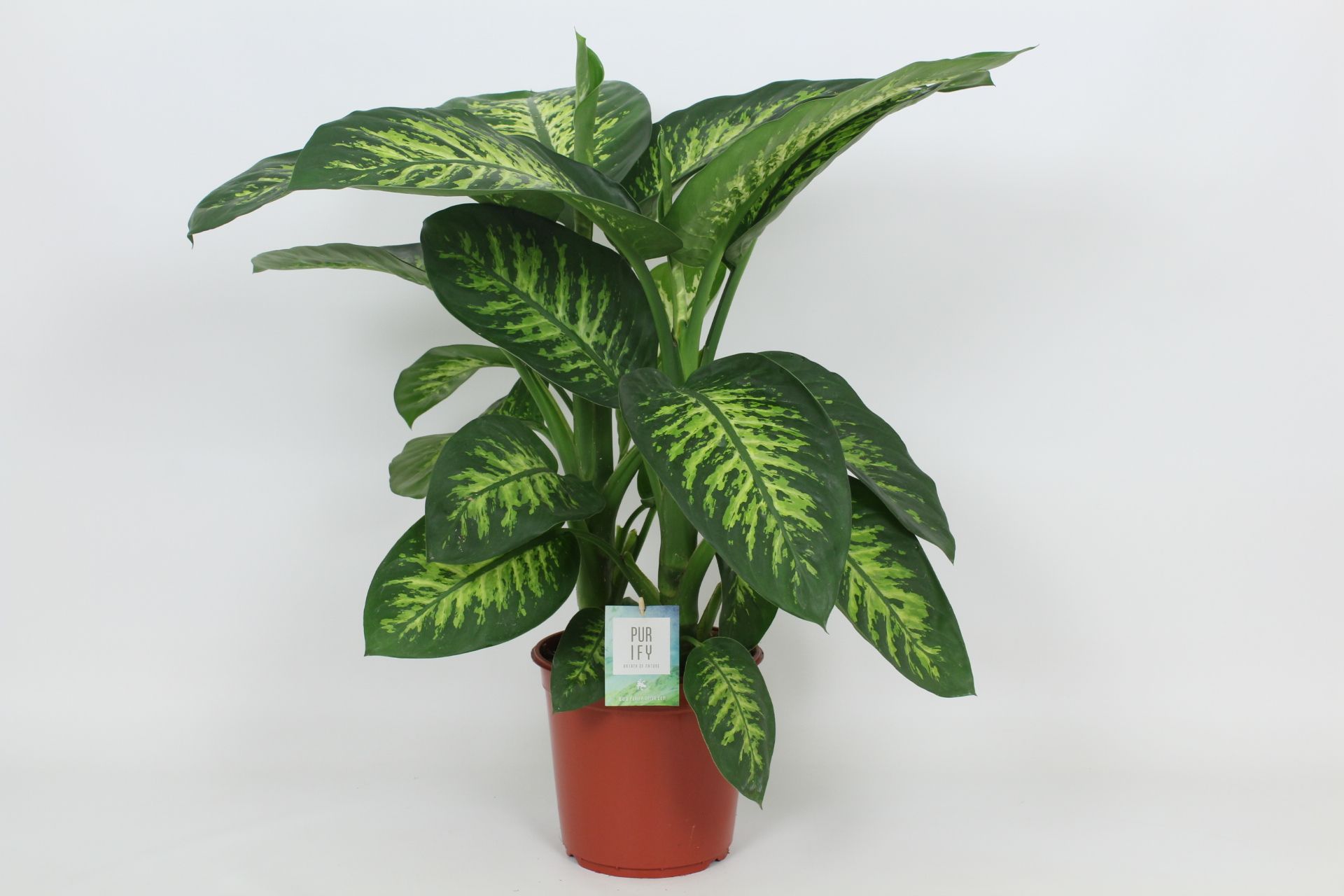Purify Dieffenbachia Tropic Snow 24 cm, D 24