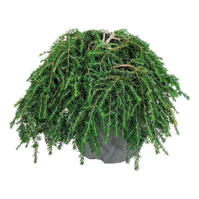 Tsuga can. 'Cole's Prostrate', D 24