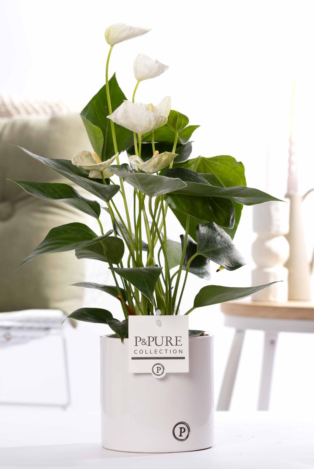 Anthurium white (Elido) in P&PURE Essential cer. white, D 12