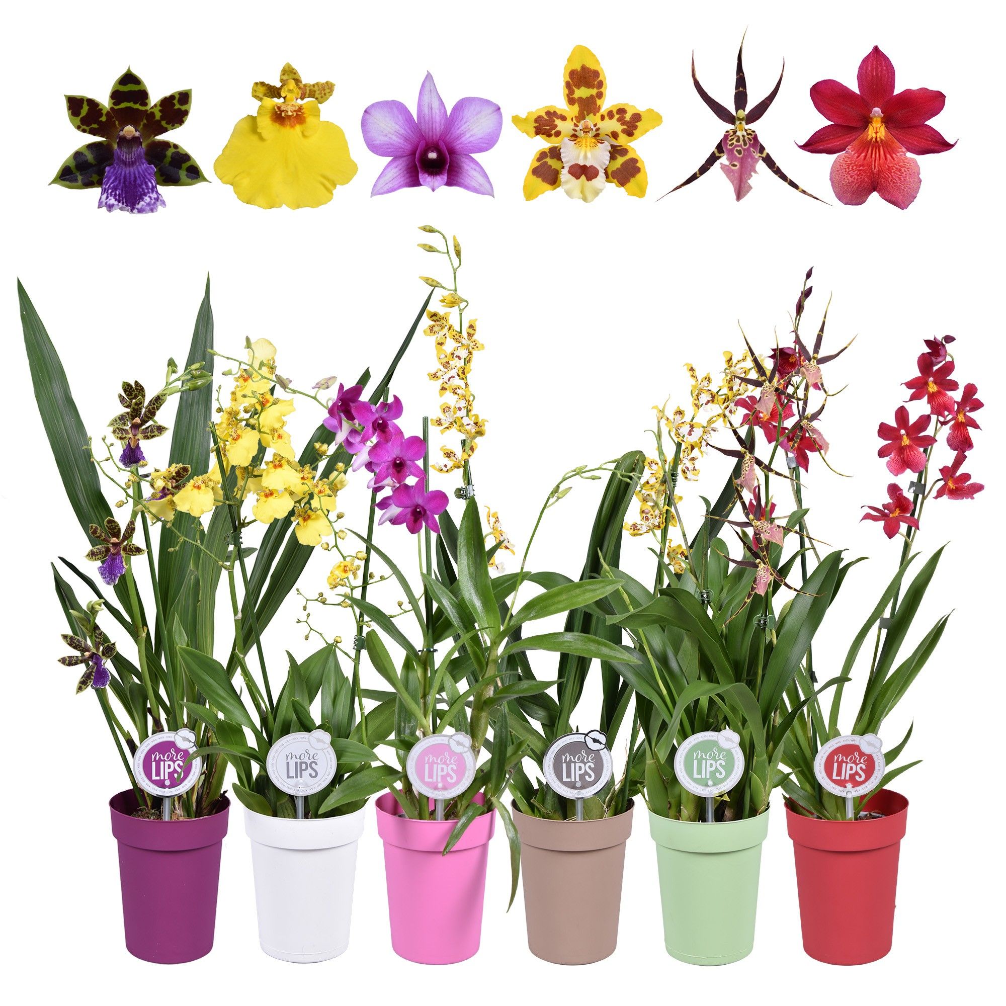 MoreLIPS® Orchideeën Mix 2 tak in gekleurde pot, D 12