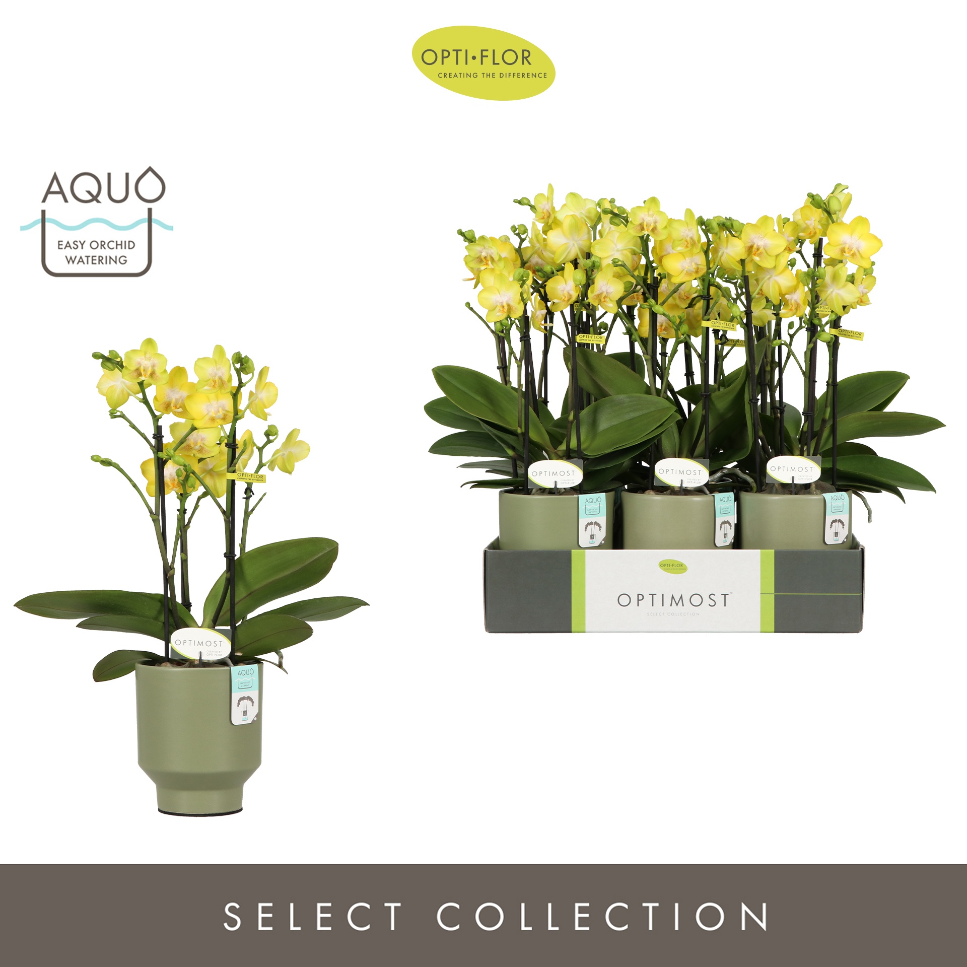 Optimost Arezzo 4 spike in Emilia Green Aquo, D 12 cm