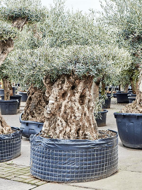 Olea europaea, D 120