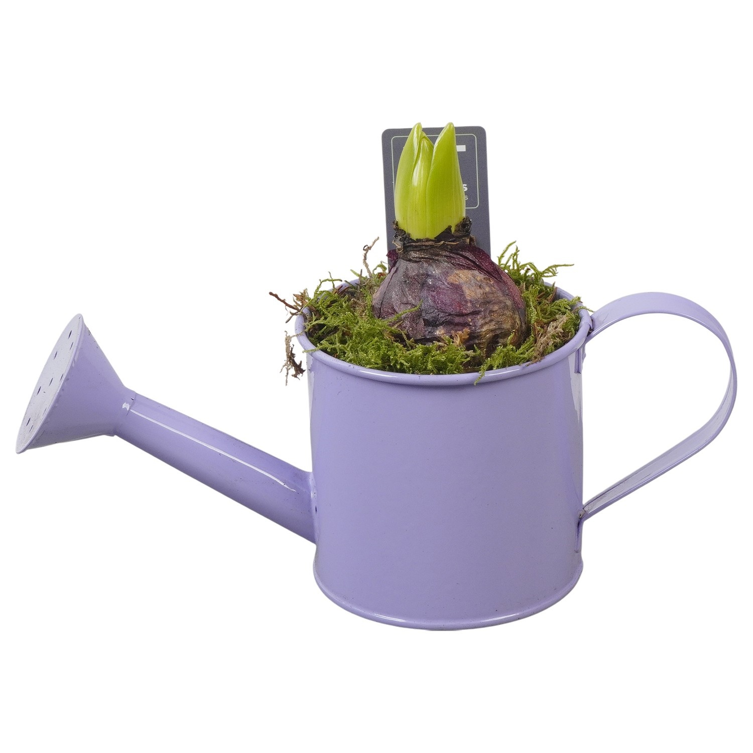 PTHC9115 Arrangement Hyacints in zink gieter, D 9