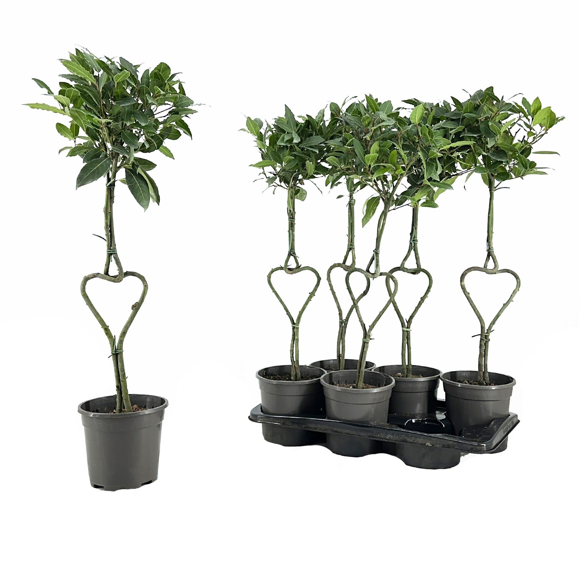 Laurus nobilis Hartvormige stam, D 17