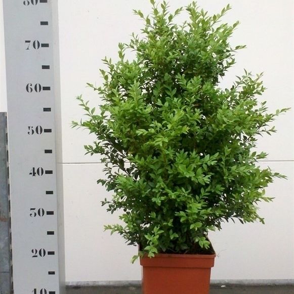 Buxus sempervirens 50-60cm struik, D 19