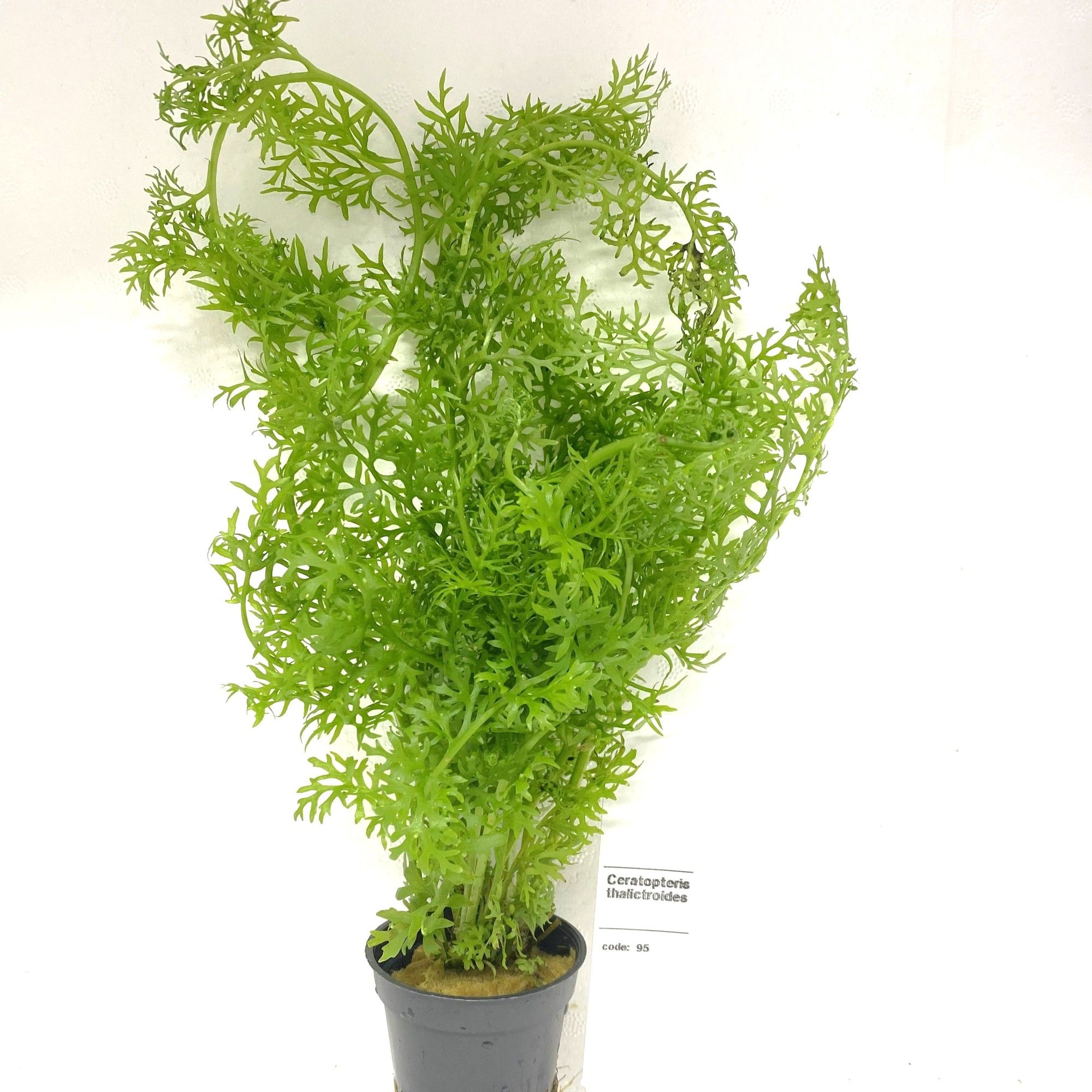 Ceratopteris Siliquosa, D 5