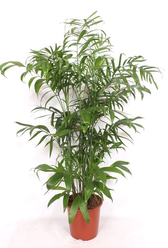 Chamaedorea Seifrizii, D 27