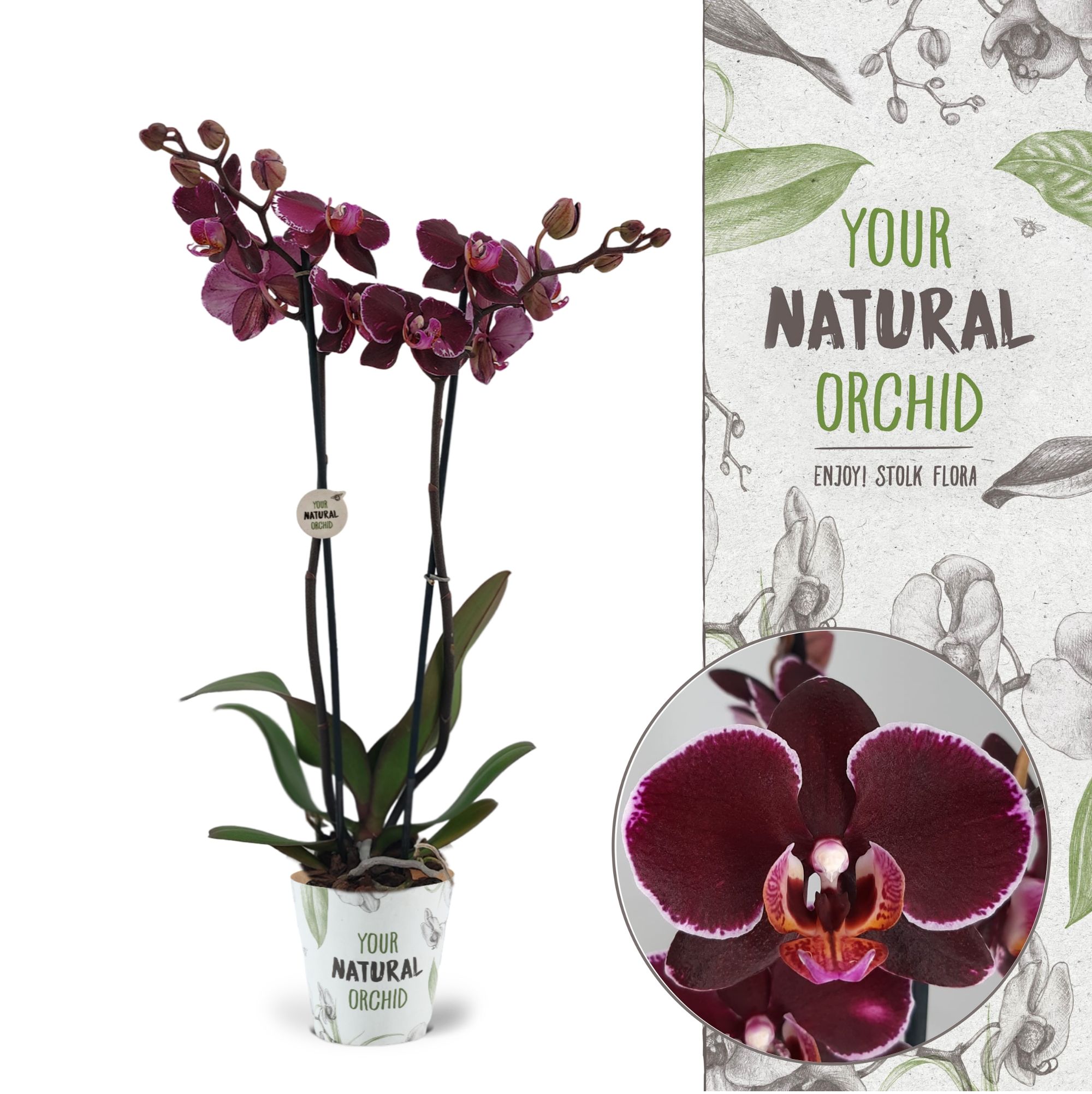 Your Natural Orchid | Montpellier | Phalaenopsis 2 spike, D 12