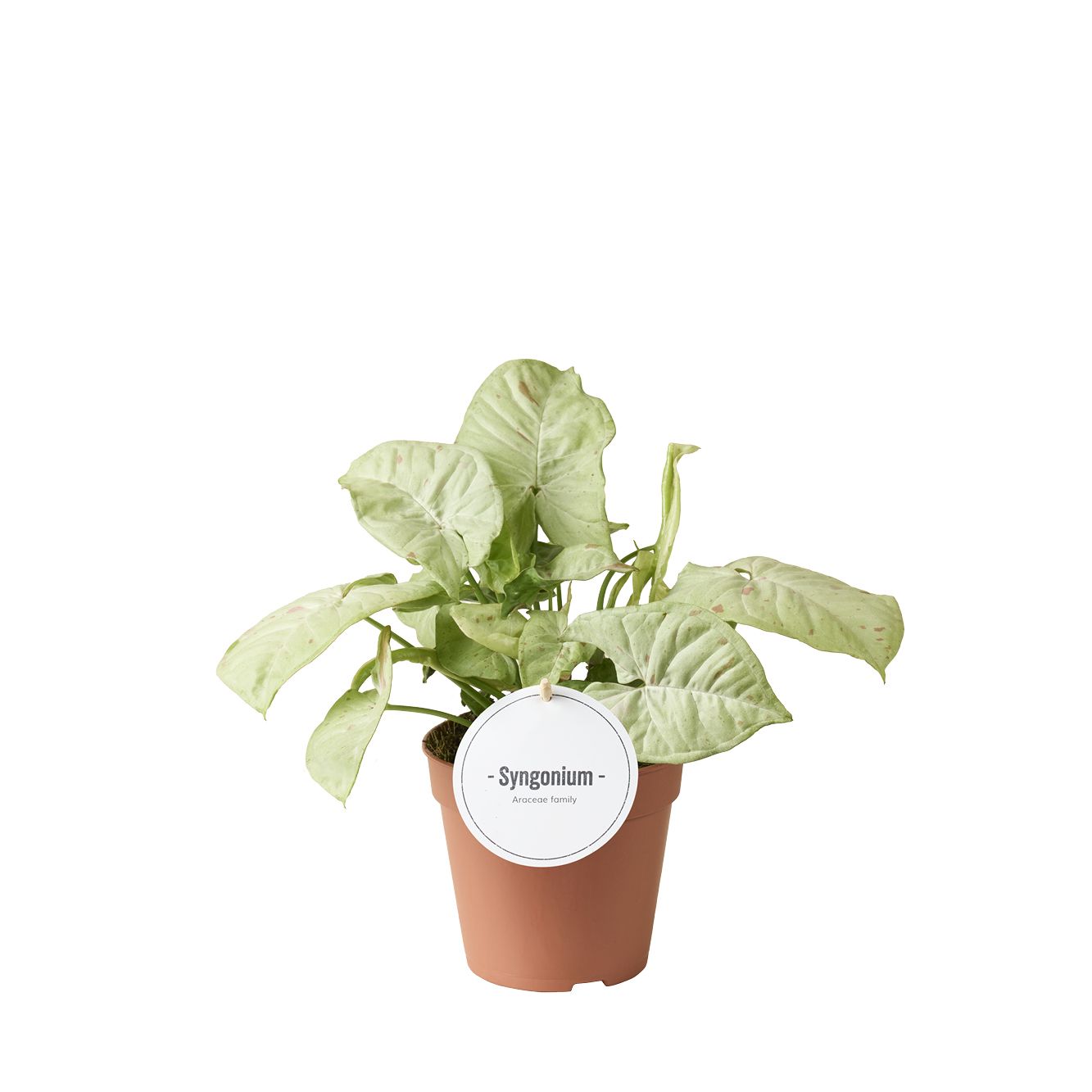 Syngonium Confetti, D 12