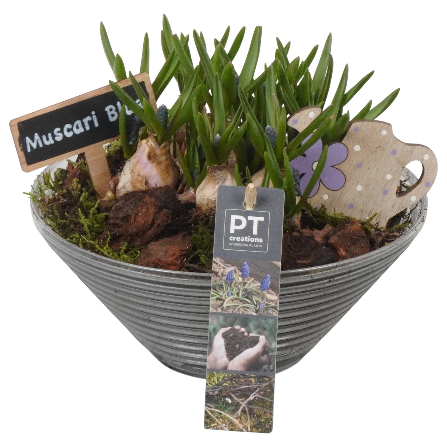 PTMB6333 Arrangement Muscari Blue in glasschaallk, D 19