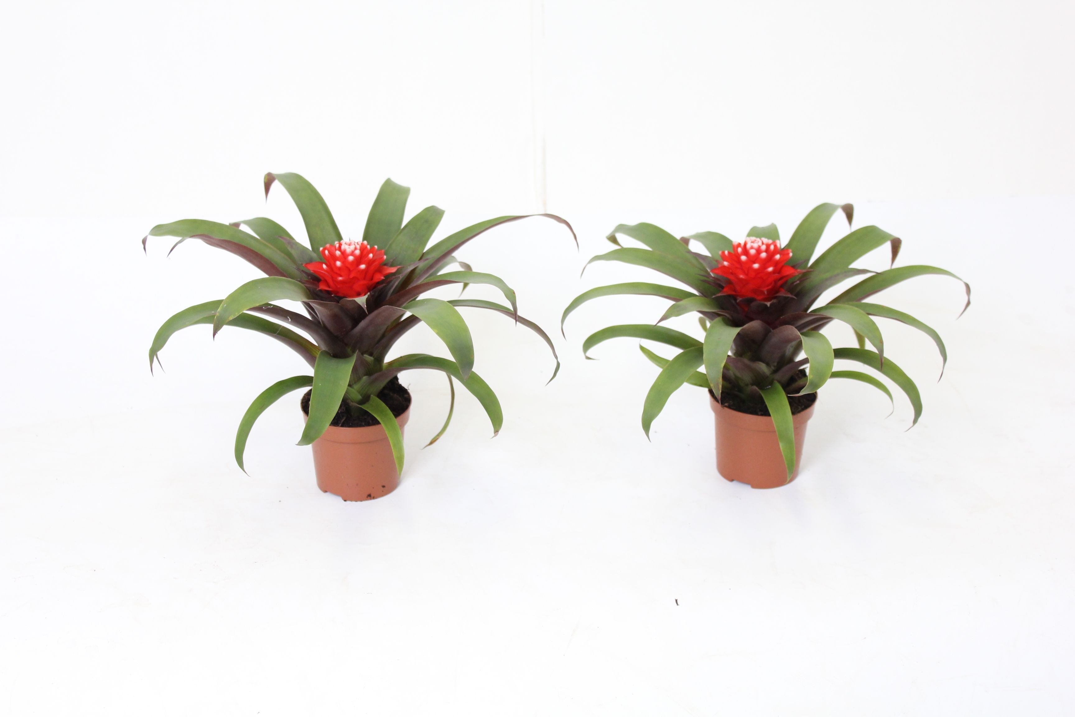 Guzmania Priscilla, D 9