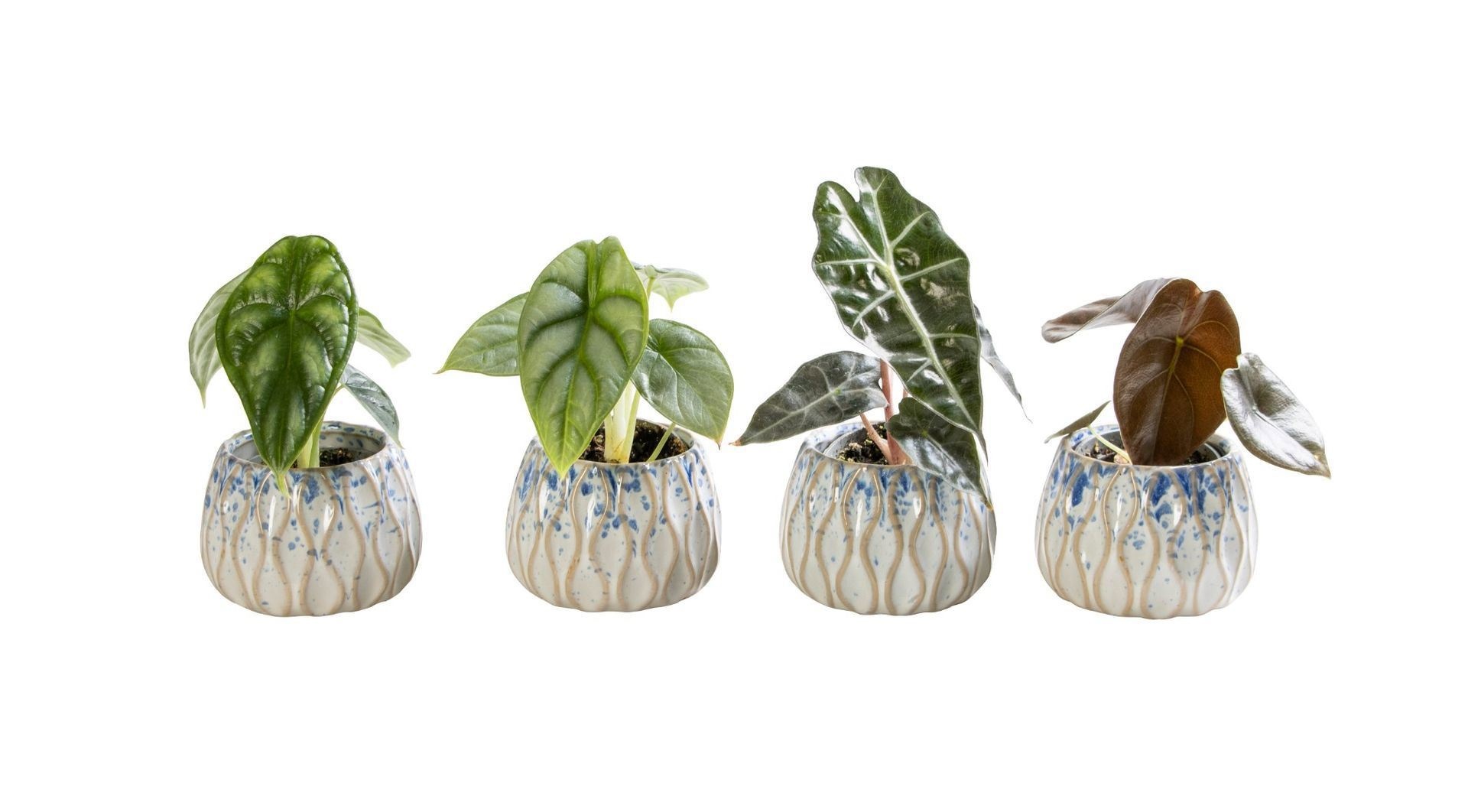 L 65805 with Alocasia Mix 6 cm, D 6