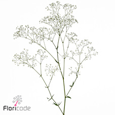 Гипсофила Дискавери 60 (бел.), шт.