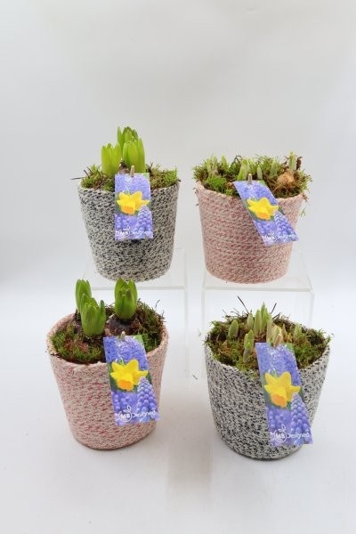 Bollen, jute pot; mix, D 14