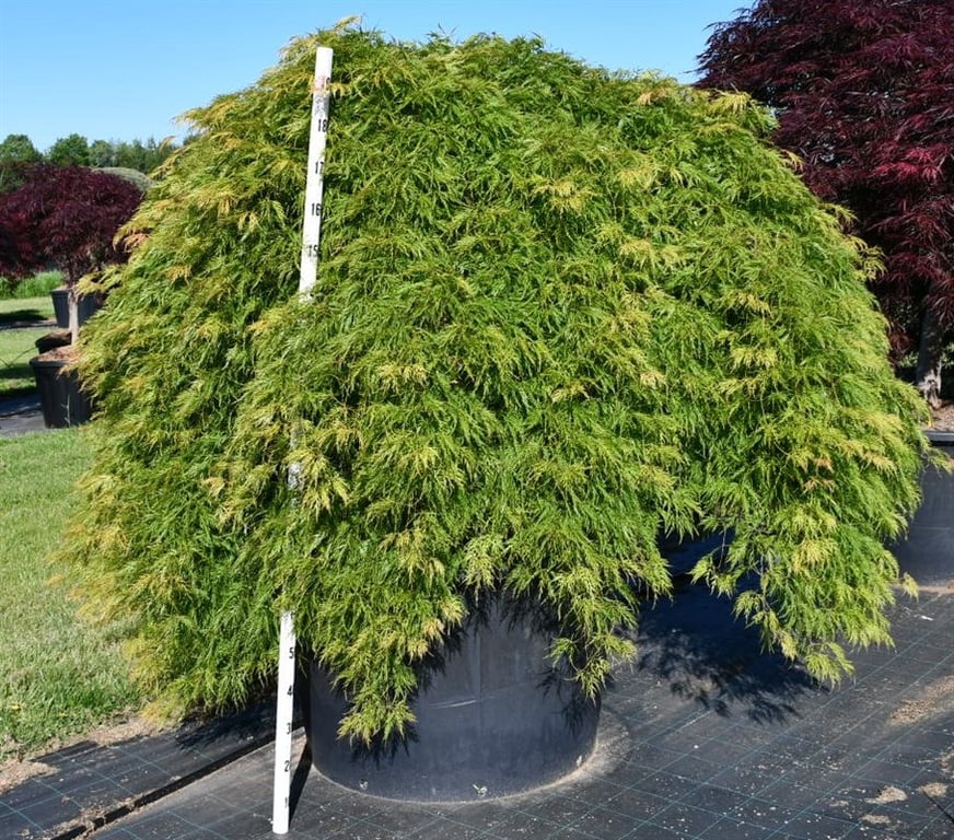 Acer pal. 'Green Lace', D 100