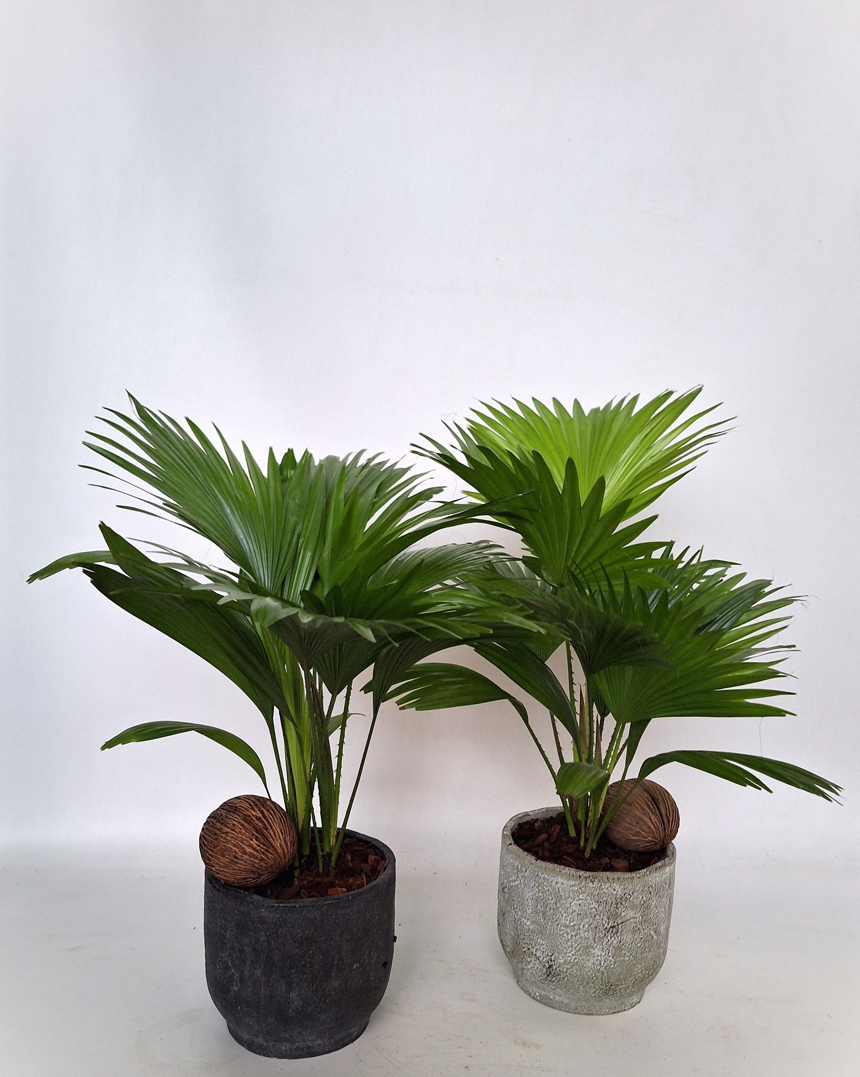 Livistona in Pot Fleur 2 kleurenmix D 16 mix, D 15