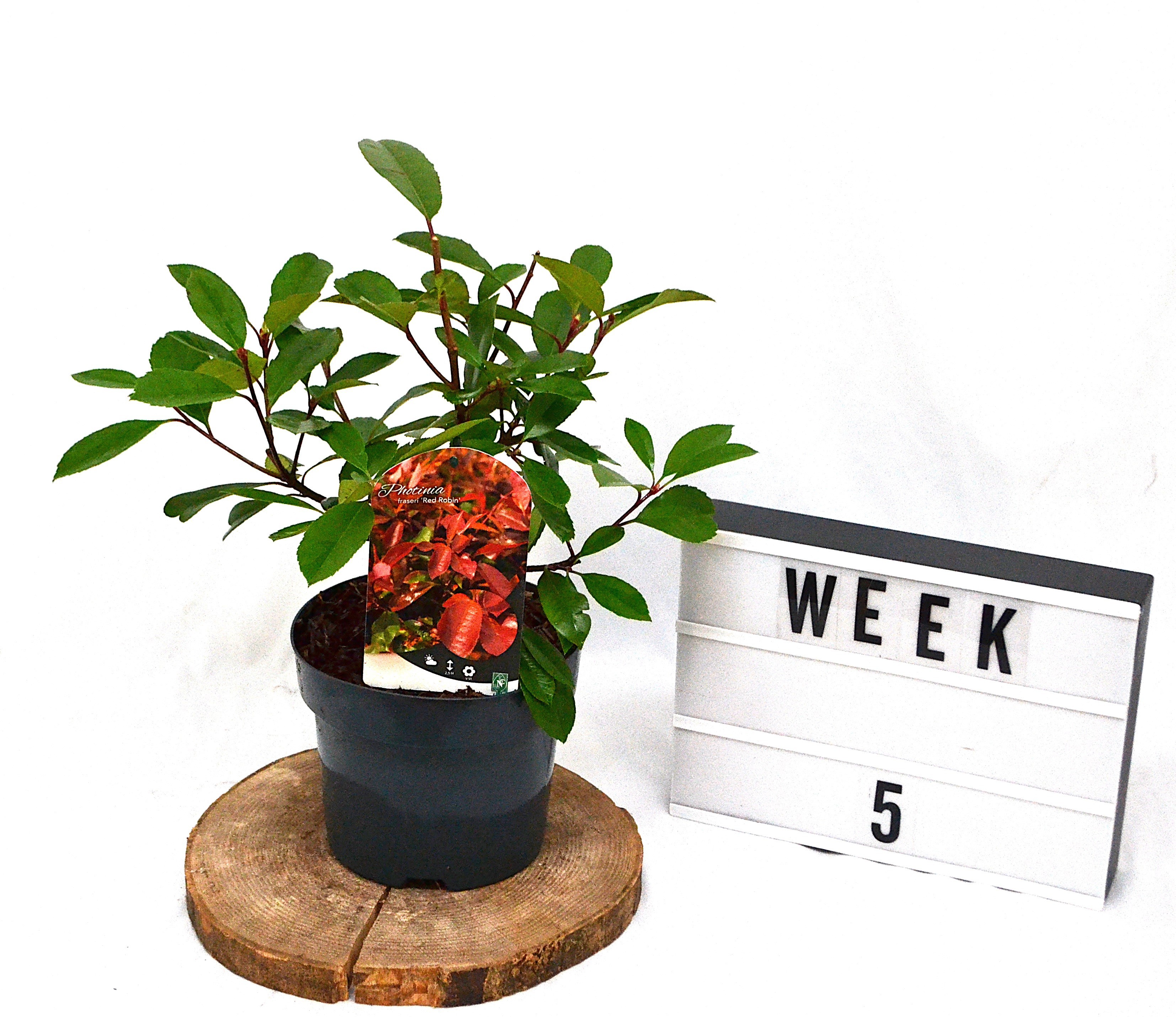 Photinia fraseri Red Robin C3, D 19