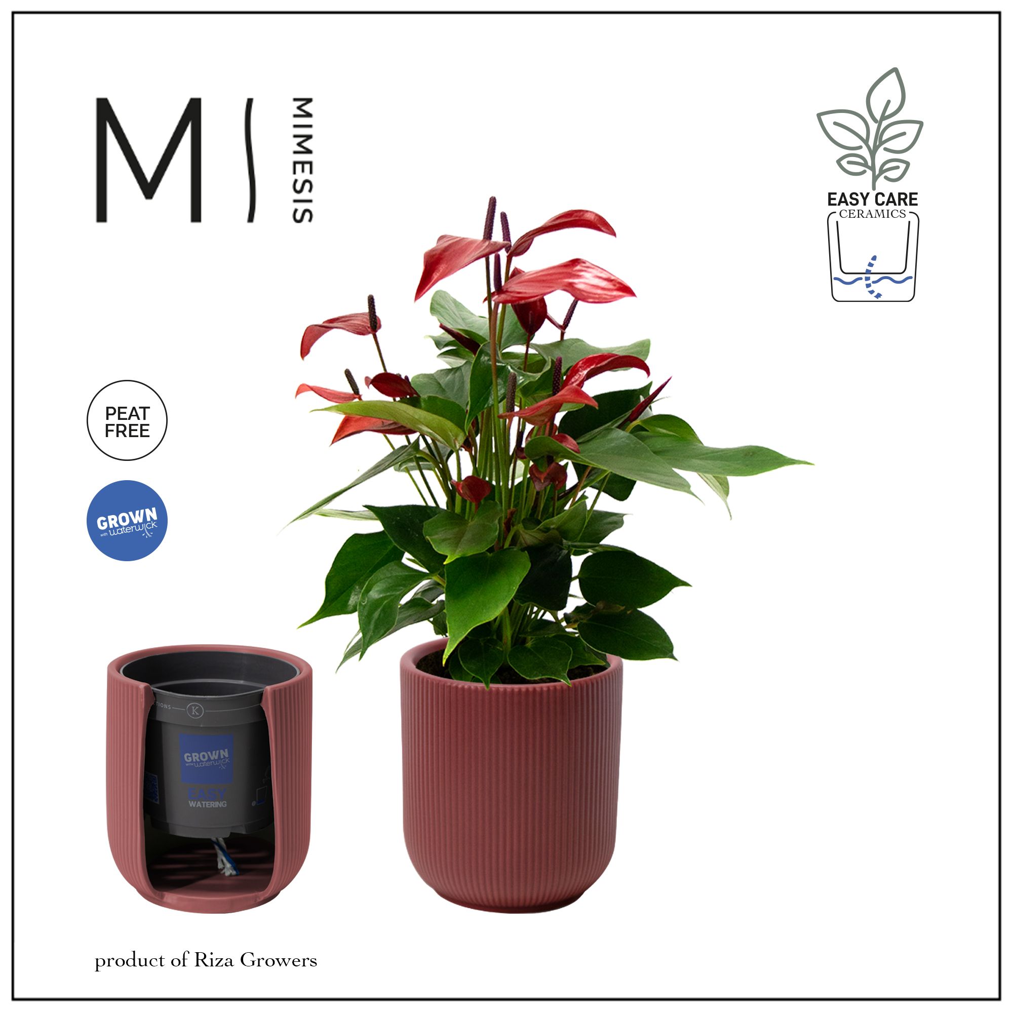 Mimesis Anthurium KARMA Lava - Atlanta Burgundy, D 12