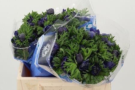 Анемон Леван Блю 35 (син.), шт.