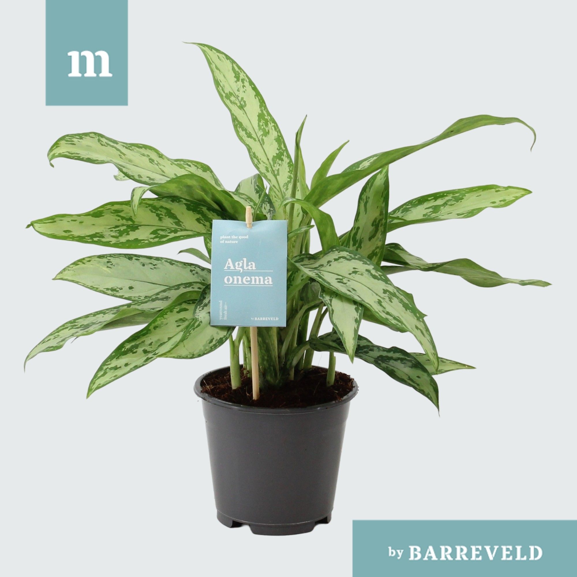 Green Agla 'Silver Queen Compact' (Aglaonema), D 14