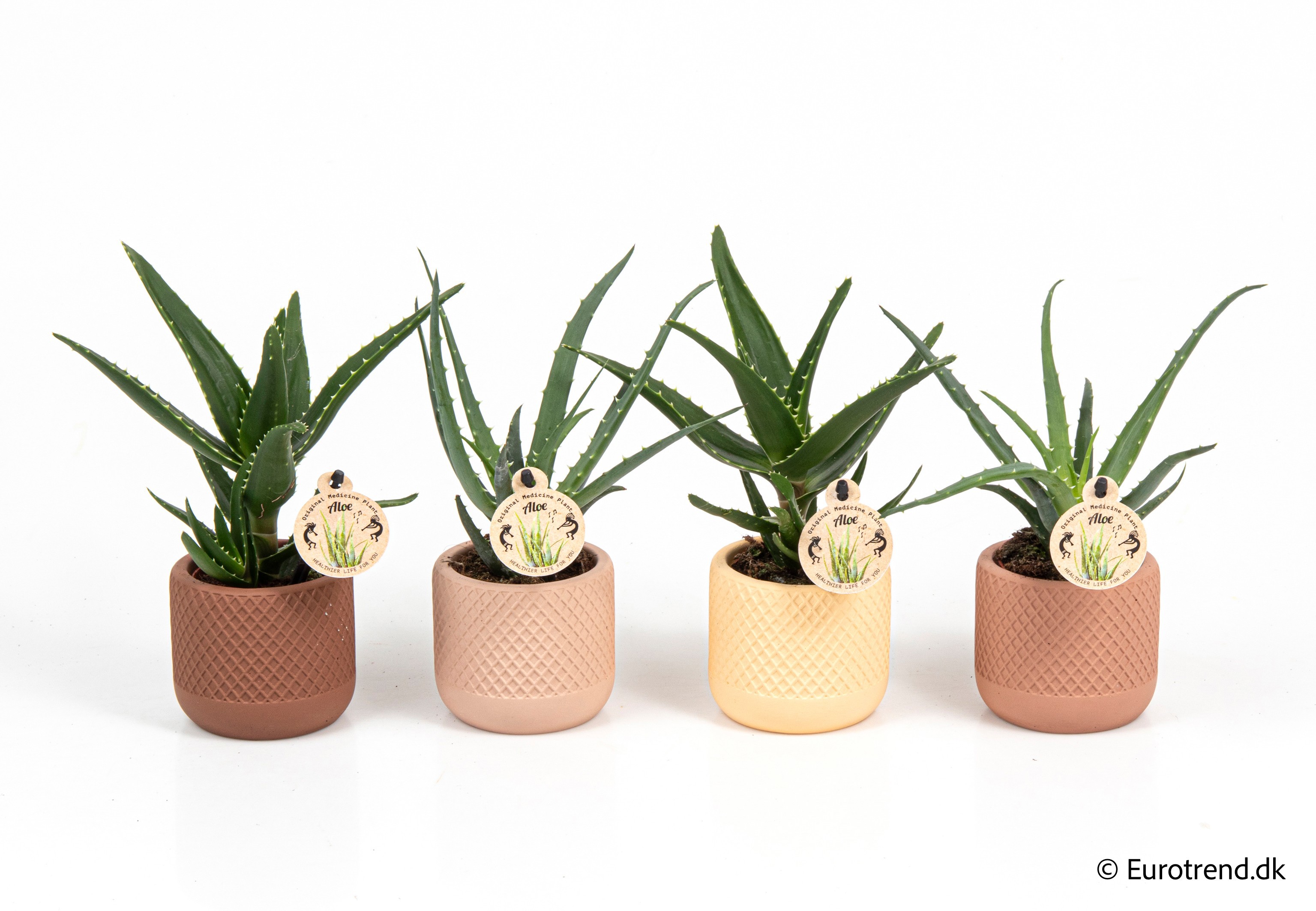 Aloe vera mix in New Look ceramic 2026, D 6