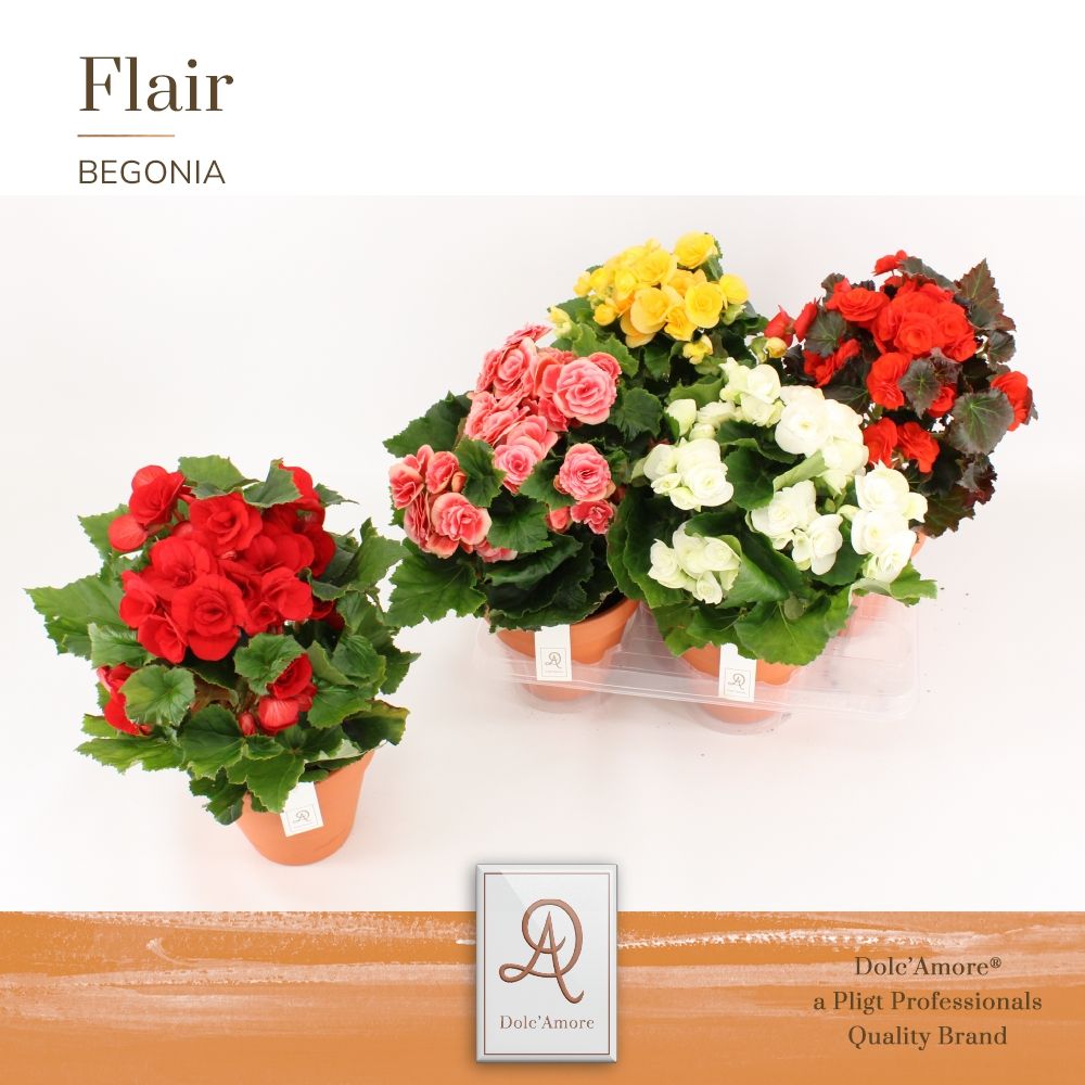 Begonia Mix P14 Dolc'Amore® Terracotta Keramiek, D 14