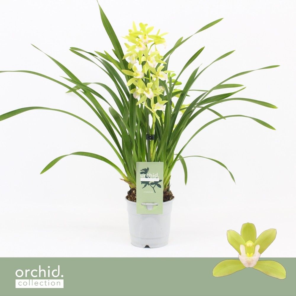 Cymbidium, Mint Source 1-spike 'Orchid Collection', D 12
