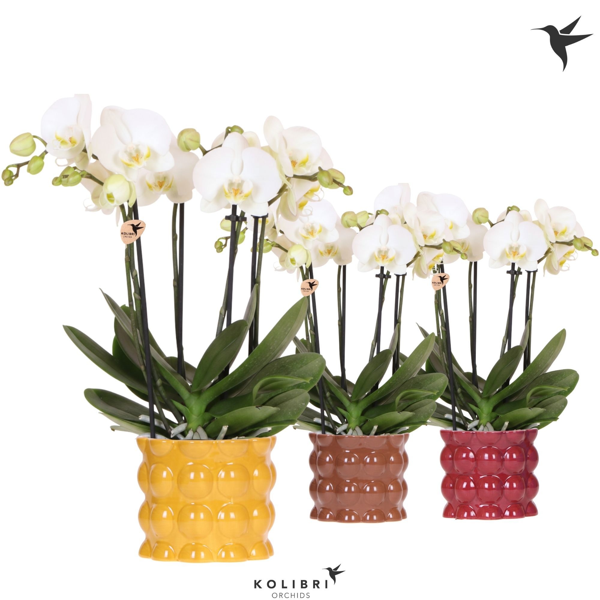 Kolibri Orchids Phalaenopsis Jewel Ghent 4 spike in Cotton pot yellow mix, D 12