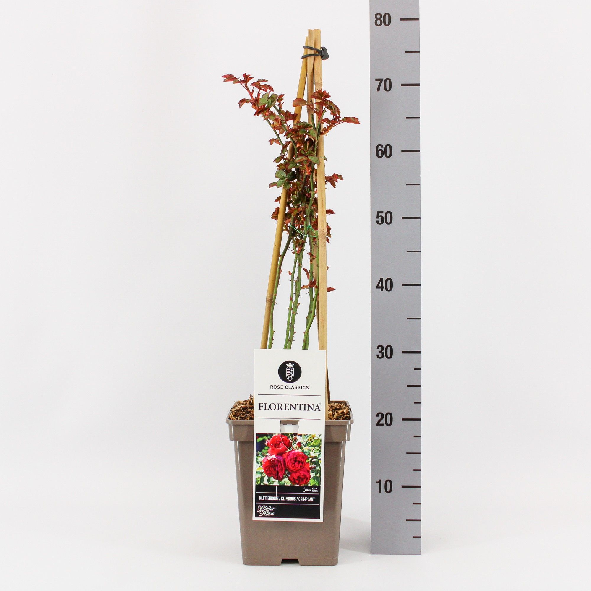 Rosa (K) Florentina ®, C5, 4 stok 90 cm, D 23