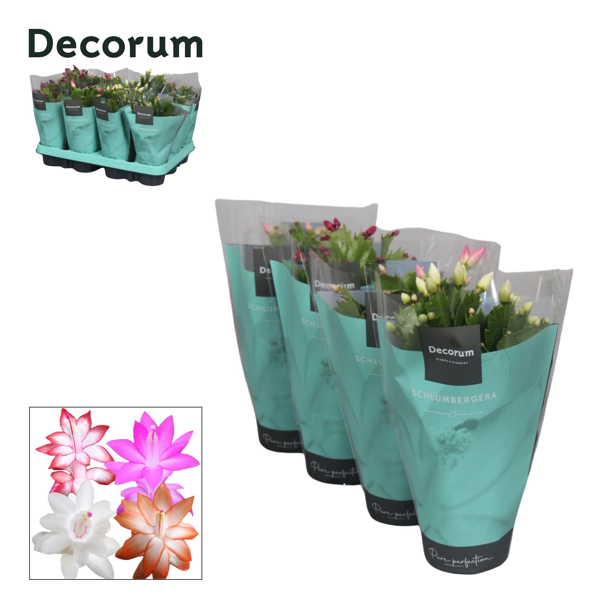 Schlumbergera - 9 cm - Mix met hoes - Decorum, D 9