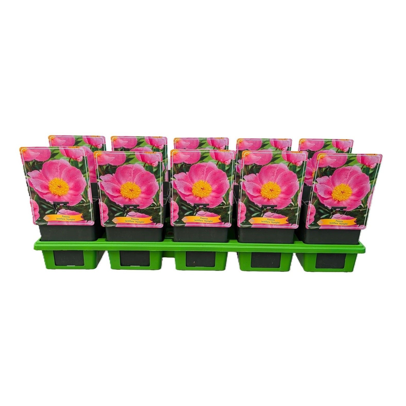 Paeonia Lactiflora 'Nymphe' P11, D 11