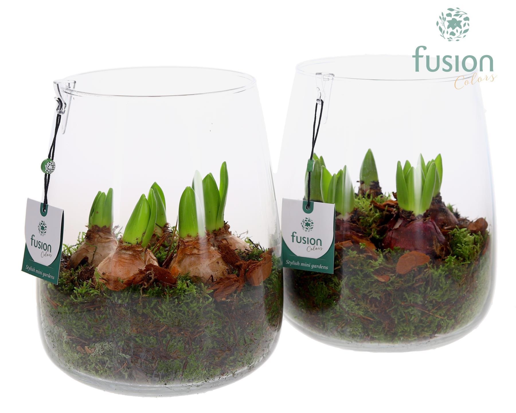 Glas Alzada groot met Hyacinthus, D 19