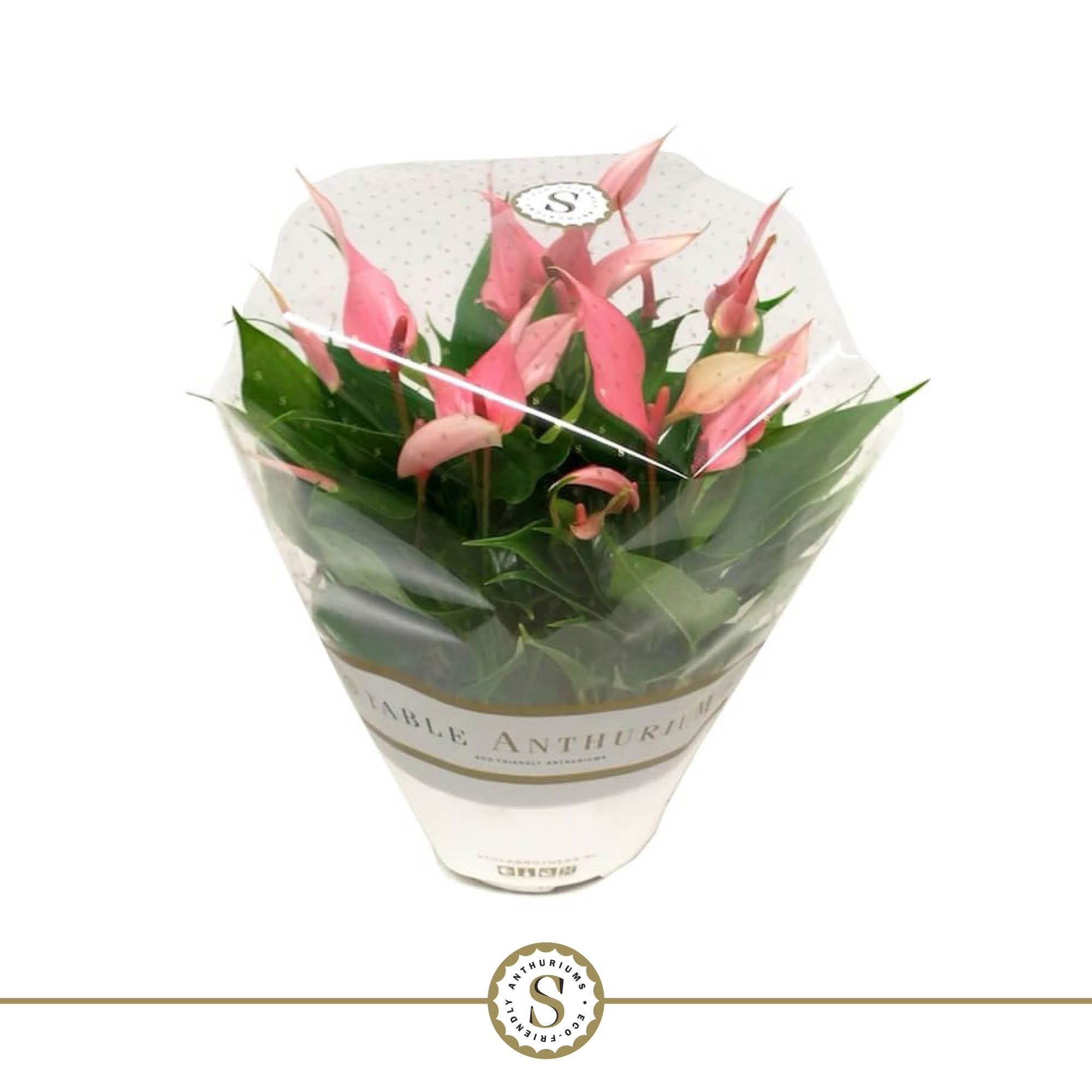 Table Anthurium Schaal Lilli, D 17
