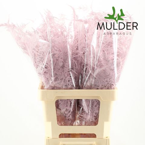 Аспарагус Овериг Крашеный (краш. ) 65, шт.
