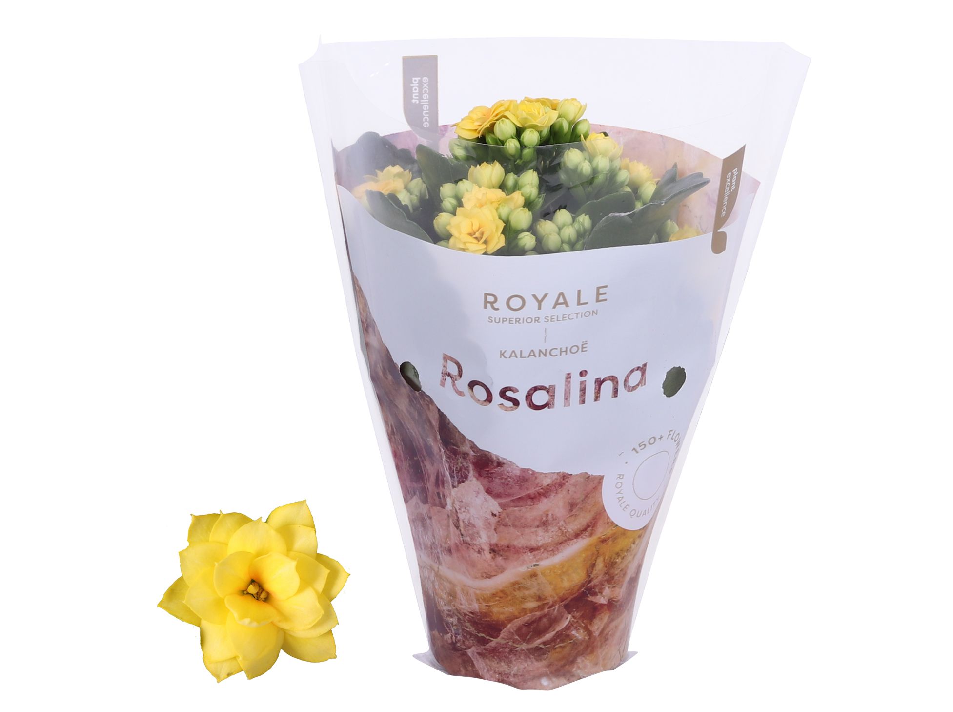 Kalanchoe Rosalina 07cm Royale Amarillo geel, D 7