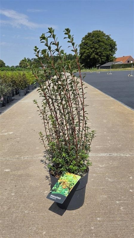 Enkianthus campanulatus, D 29
