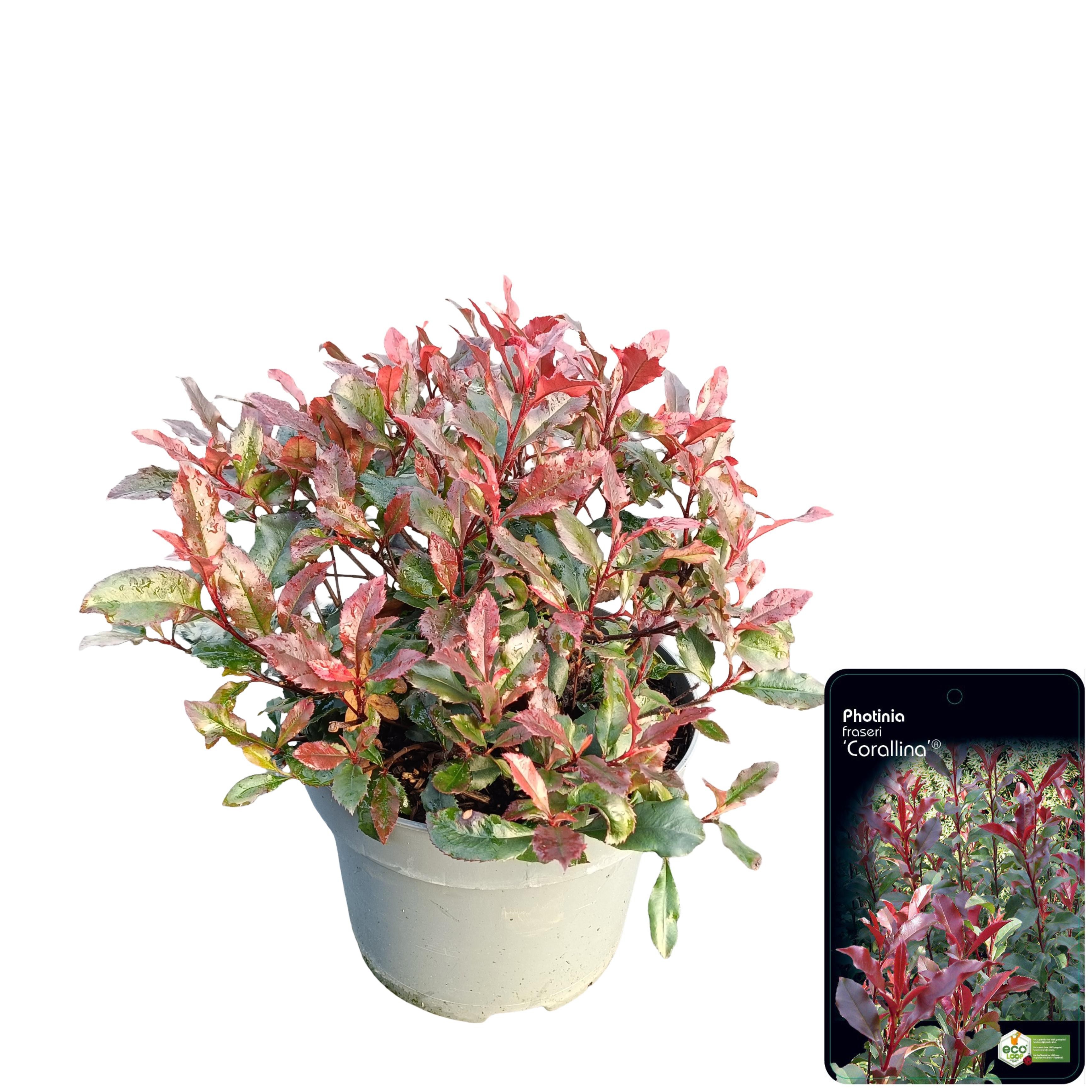 Photinia fraseri 'Corallina'® C5, D 23