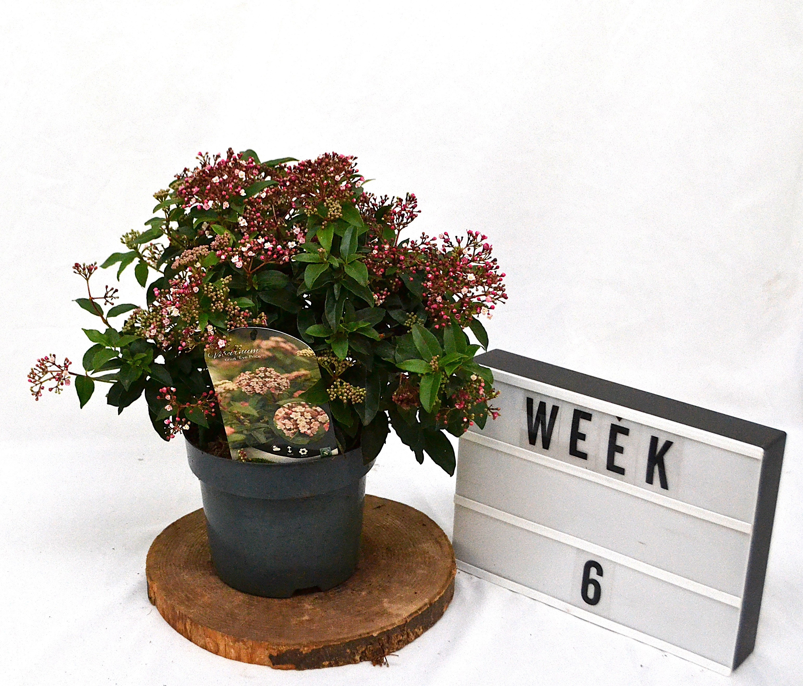 Viburnum tinus Eve Price C3, D 19