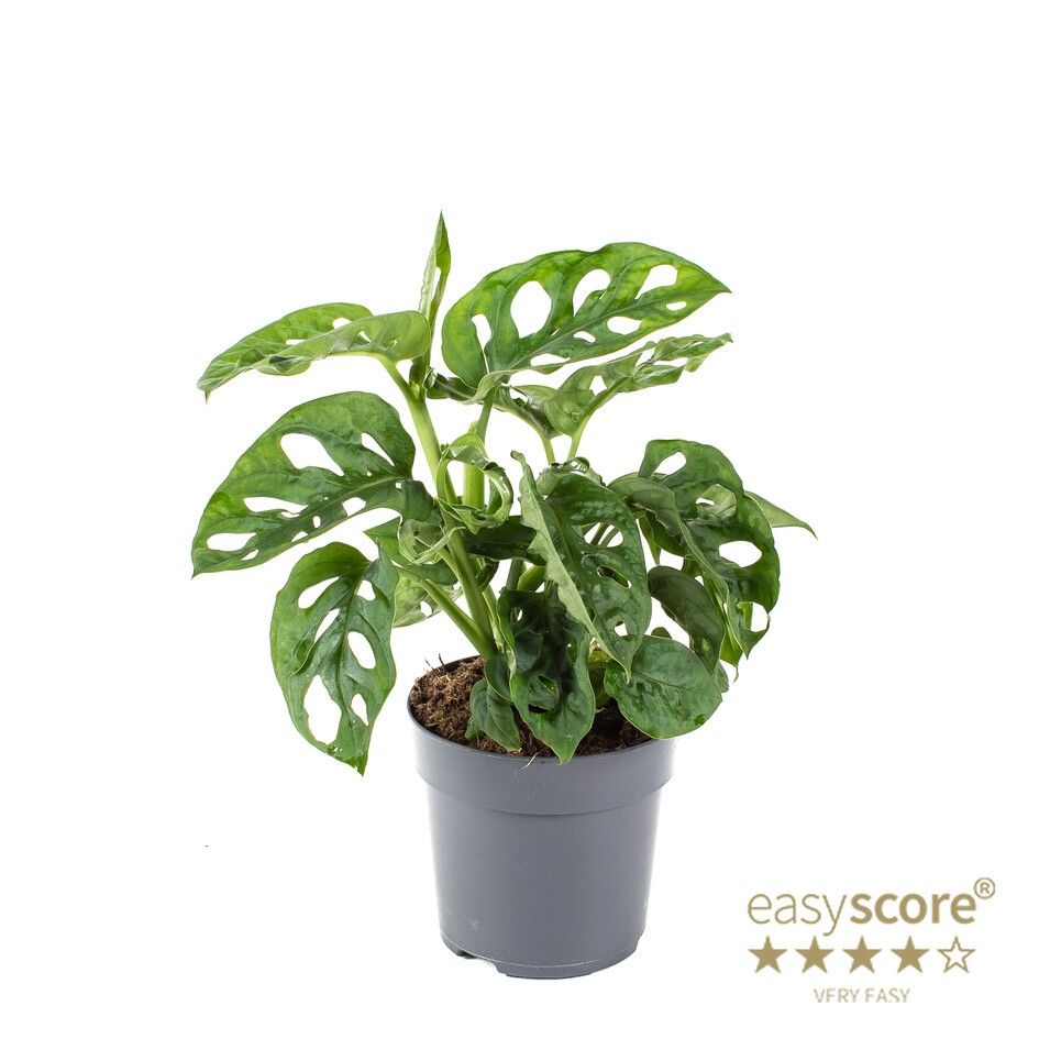 MONSTERA FRIEDRICHSTAHLII 'Adansonii', D 11